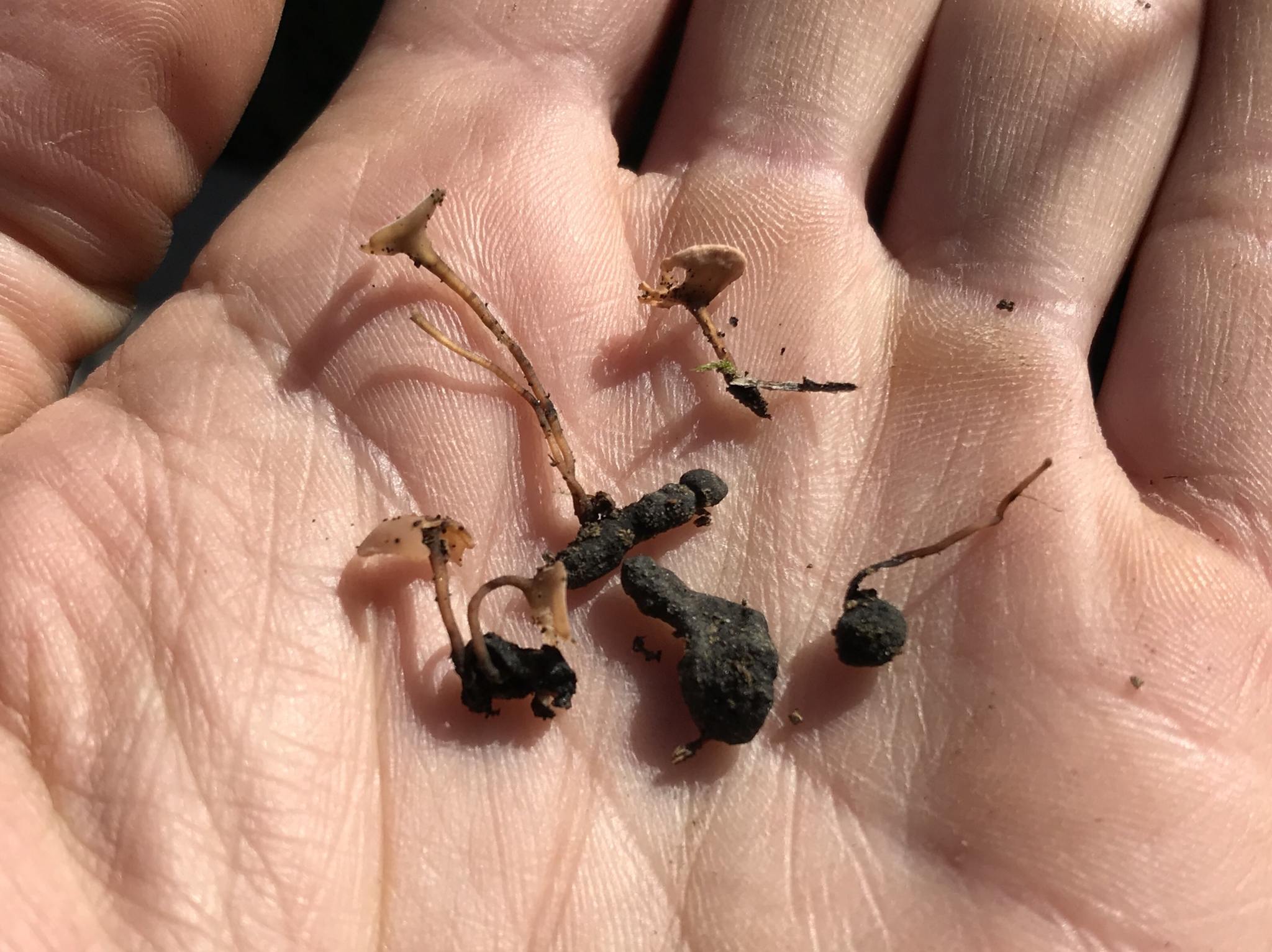 Sclerotinia sclerotiorum