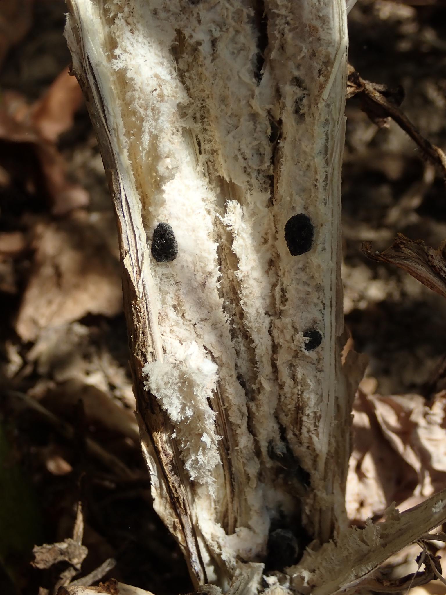 Sclerotinia sclerotiorum