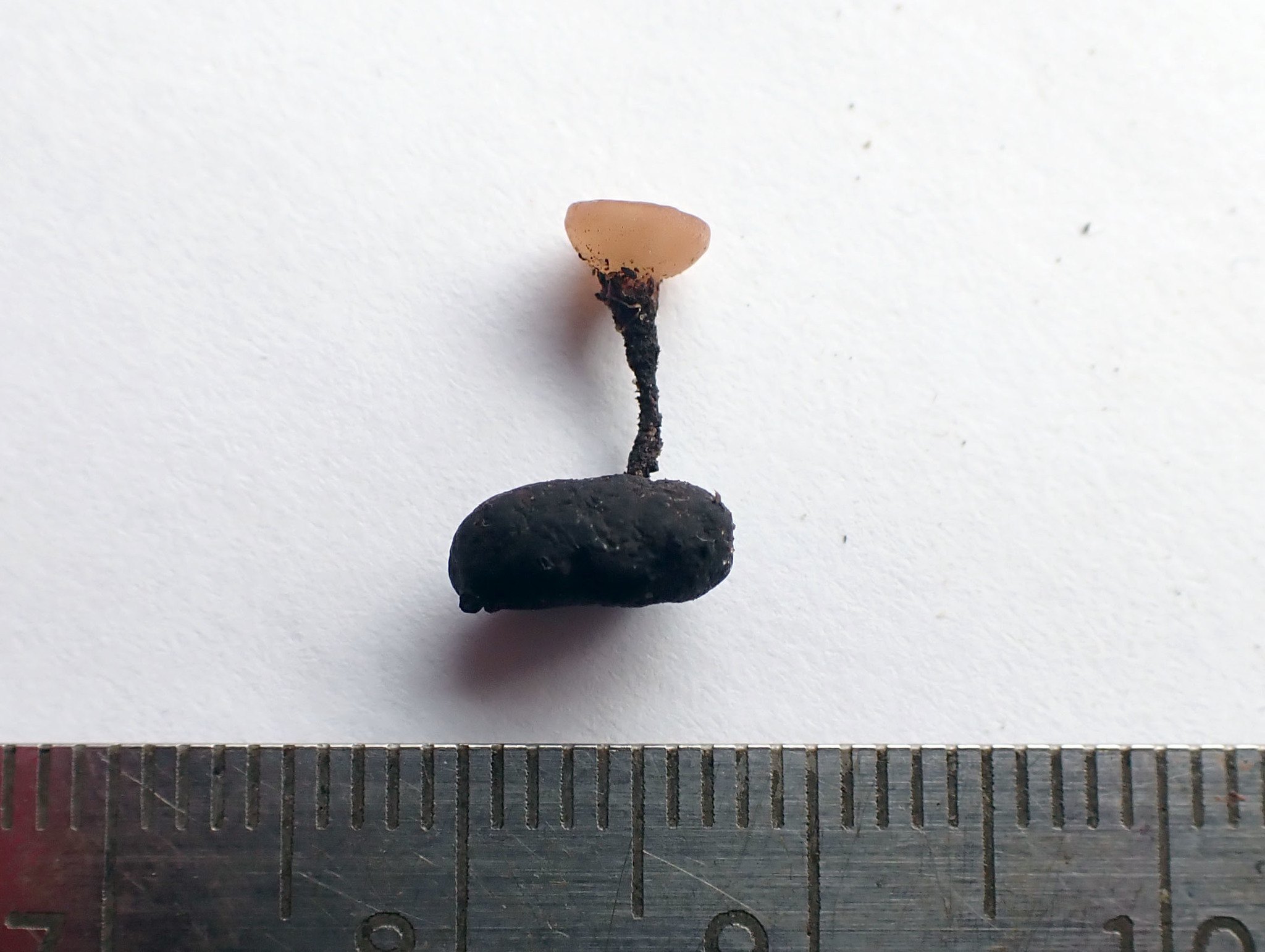 Sclerotinia sclerotiorum