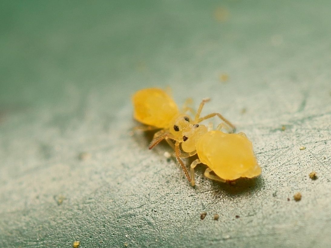 Deuterosminthurus pallipes