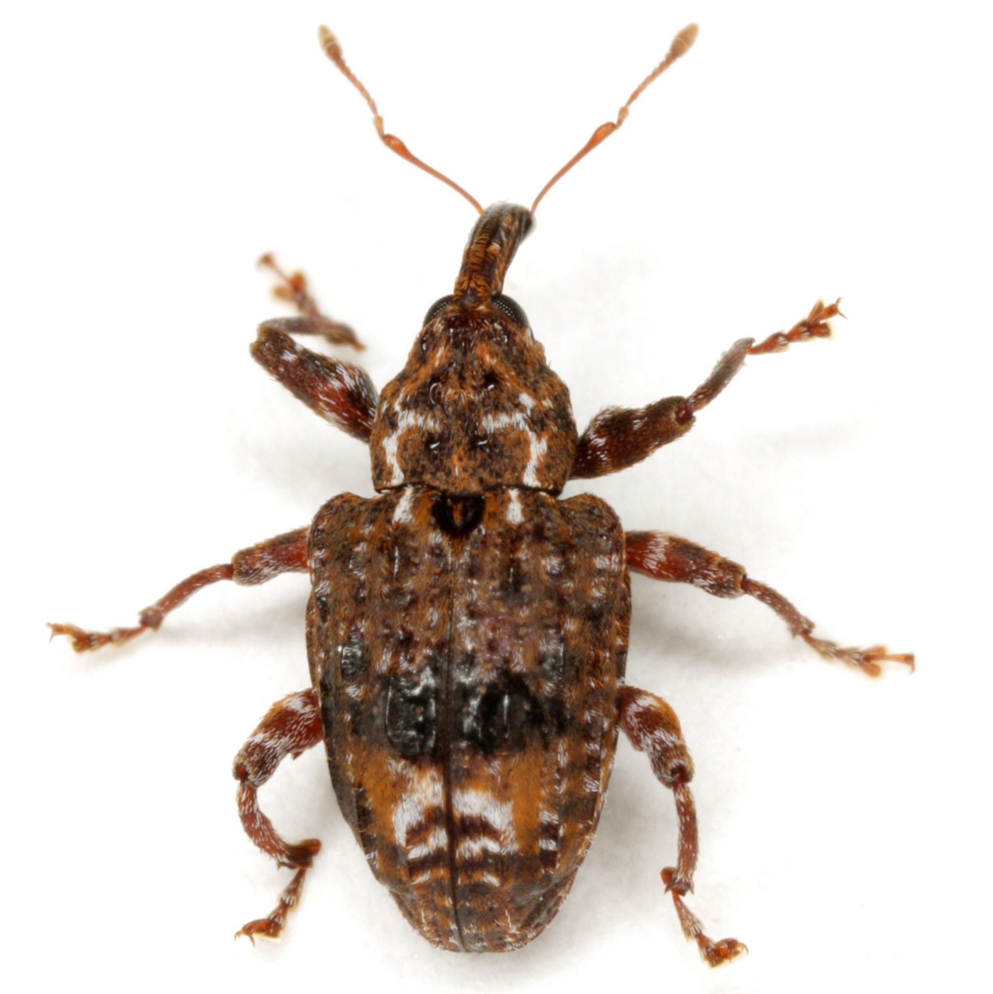 Conotrachelus nenuphar