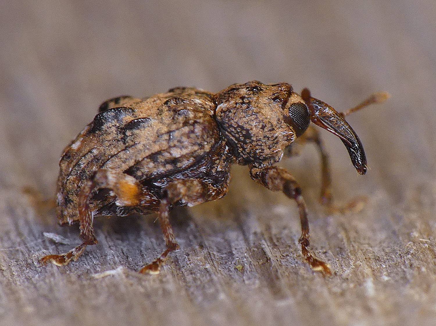 Conotrachelus nenuphar