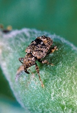 Conotrachelus nenuphar