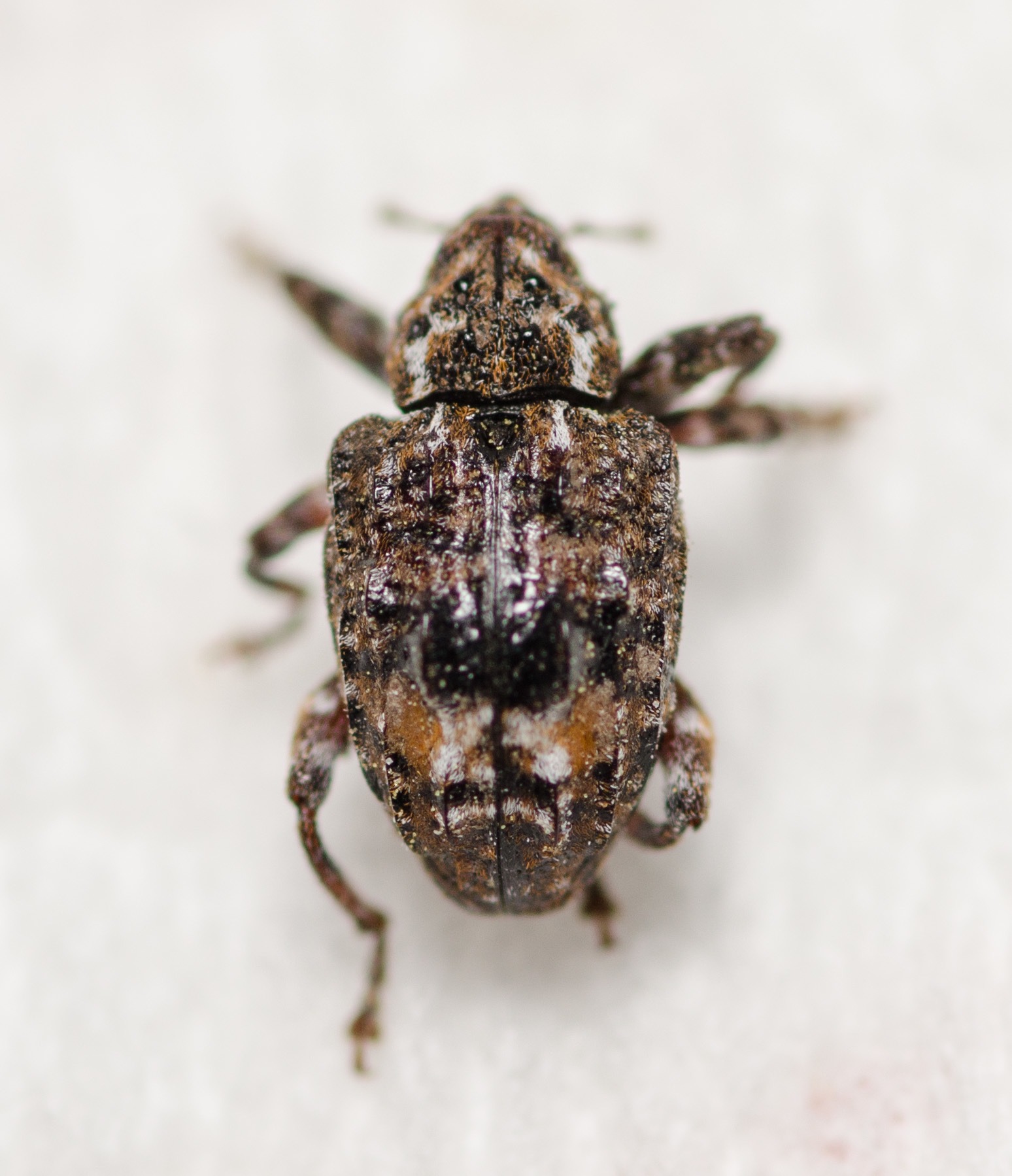 Conotrachelus nenuphar