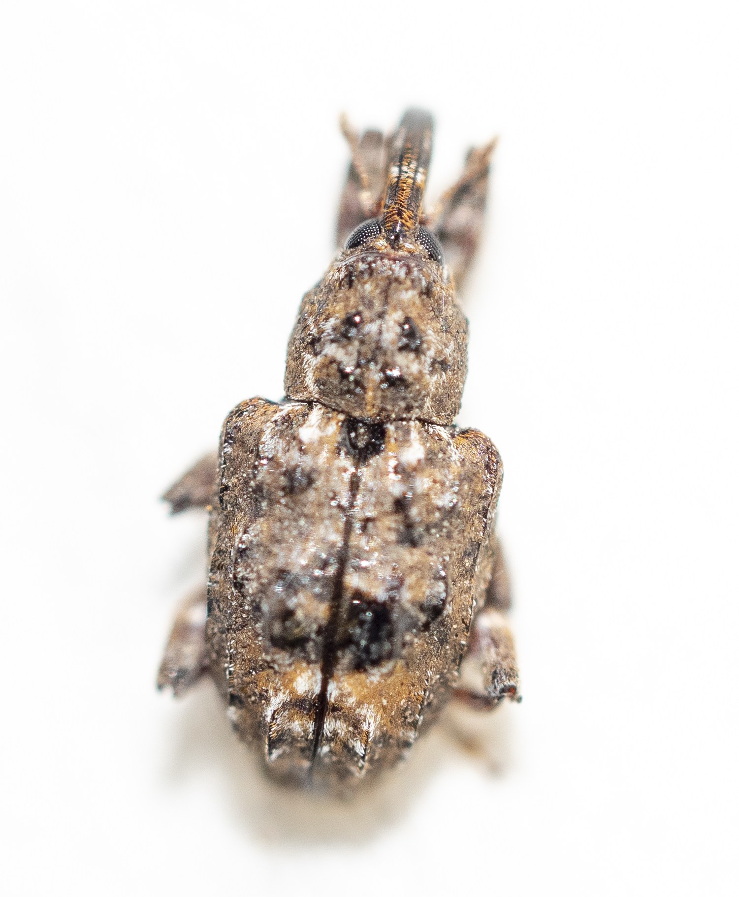 Conotrachelus nenuphar