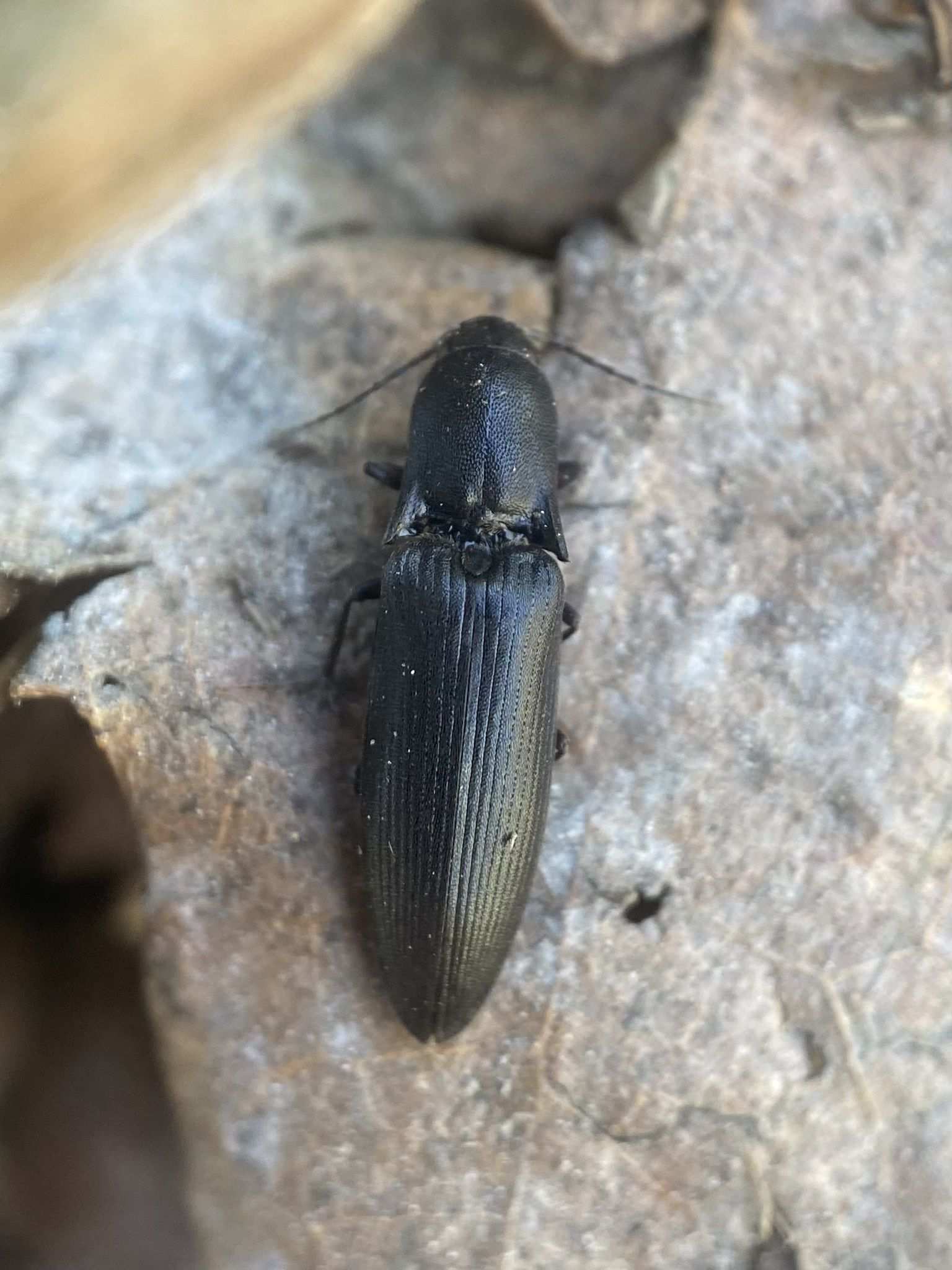 Ectinus aterrimus