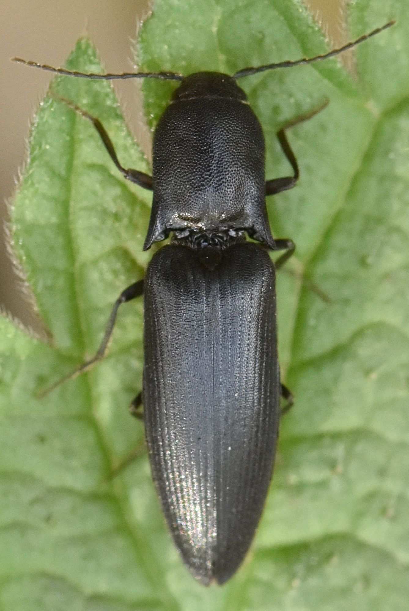 Ectinus aterrimus