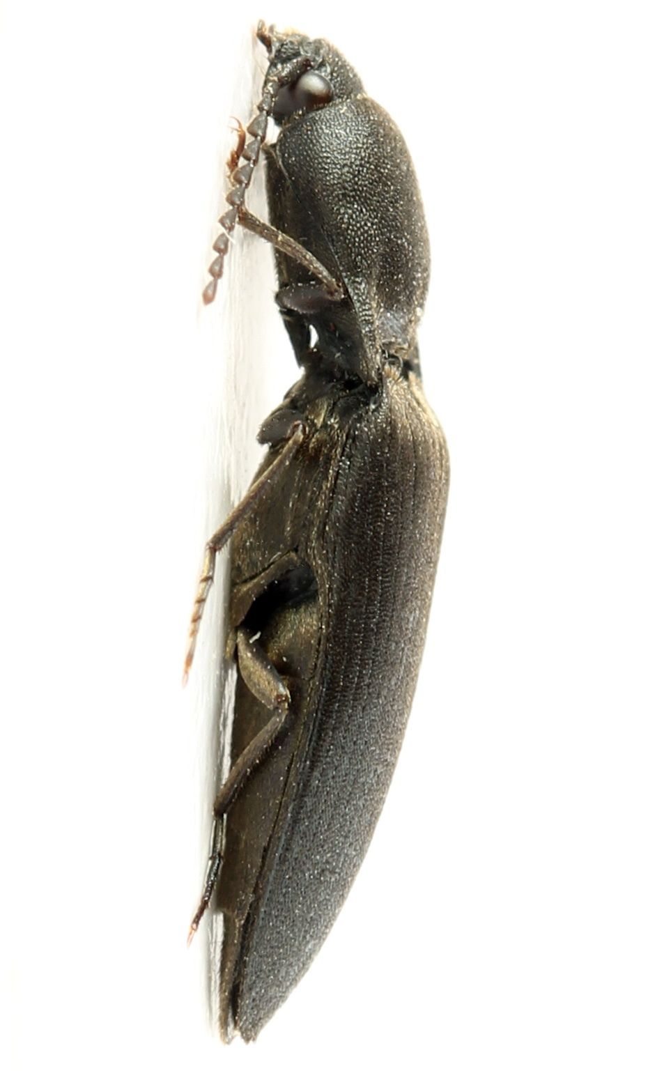 Ectinus aterrimus