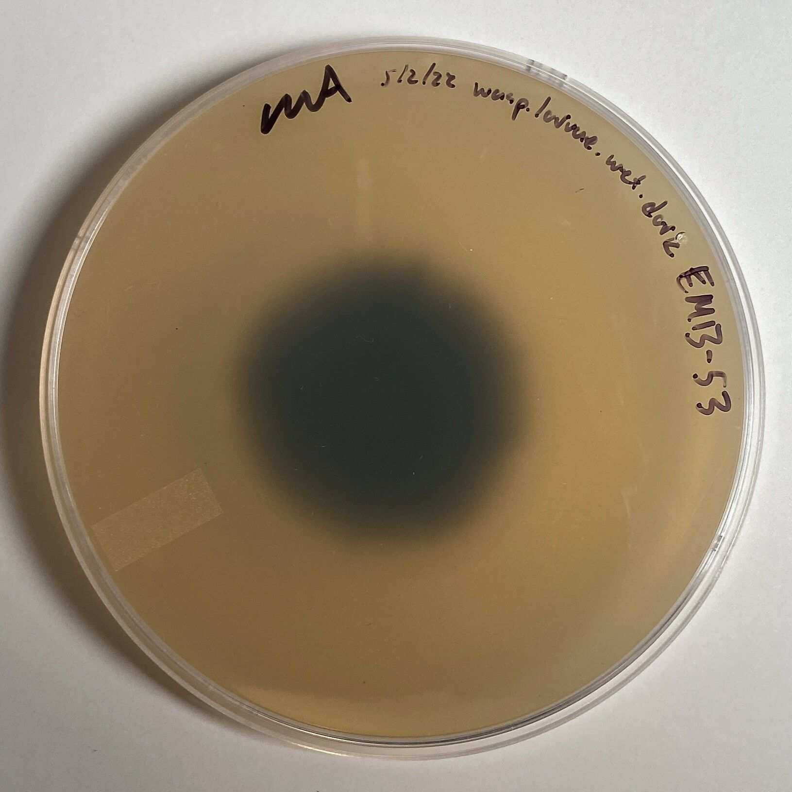 Aureobasidium lini