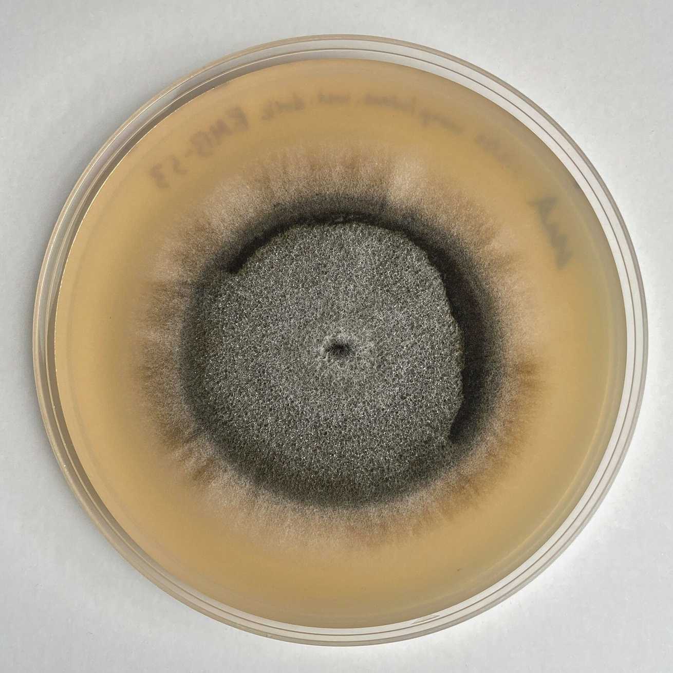 Aureobasidium lini