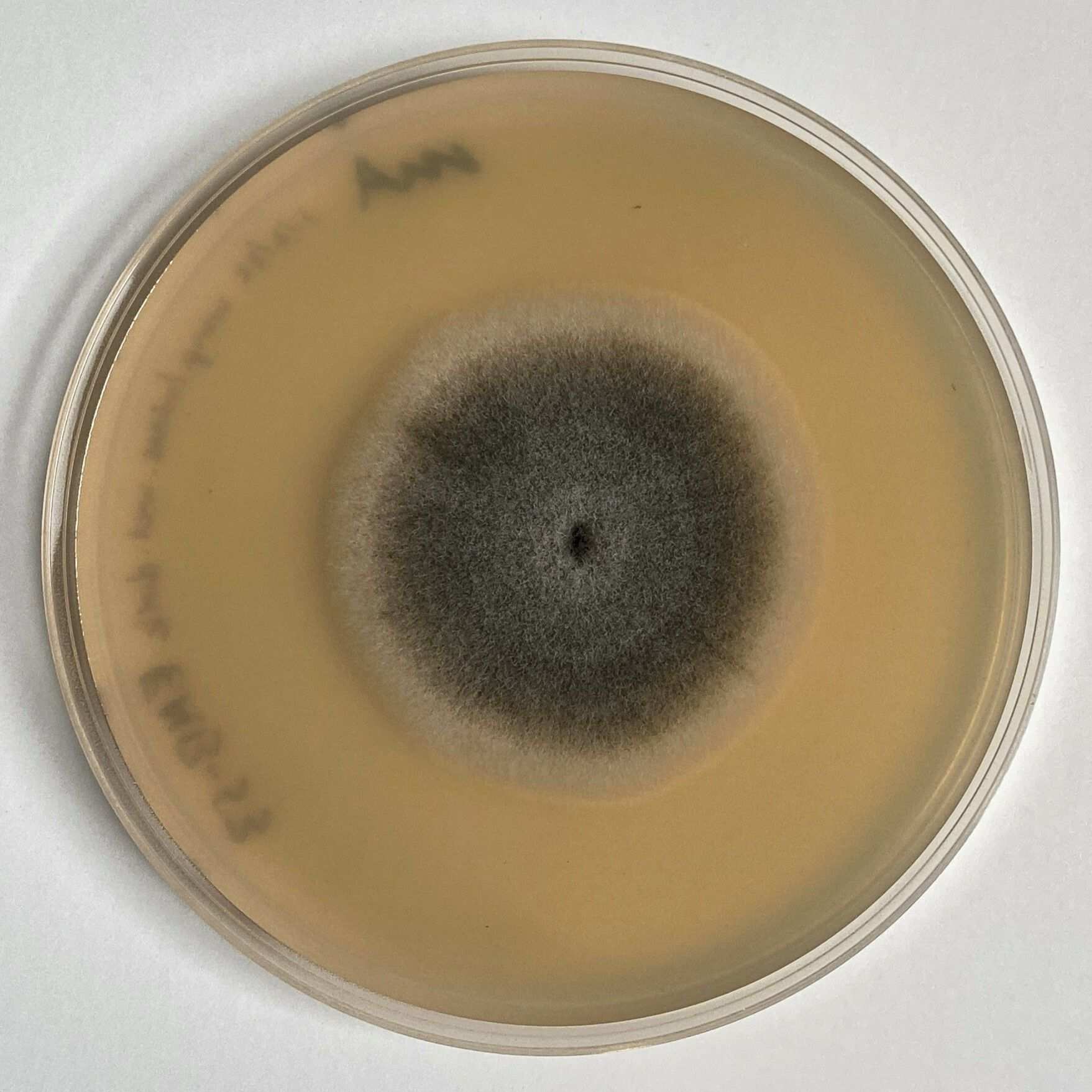 Aureobasidium lini
