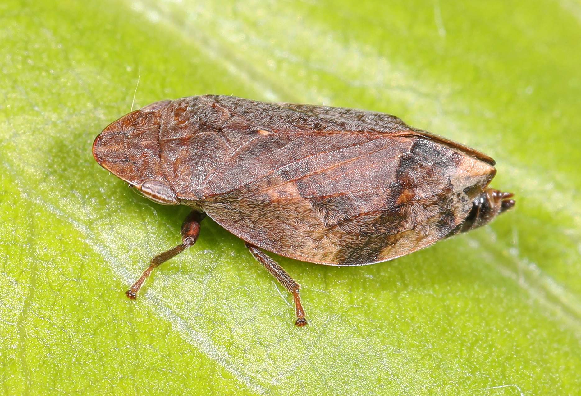 Lepyronia quadrangularis