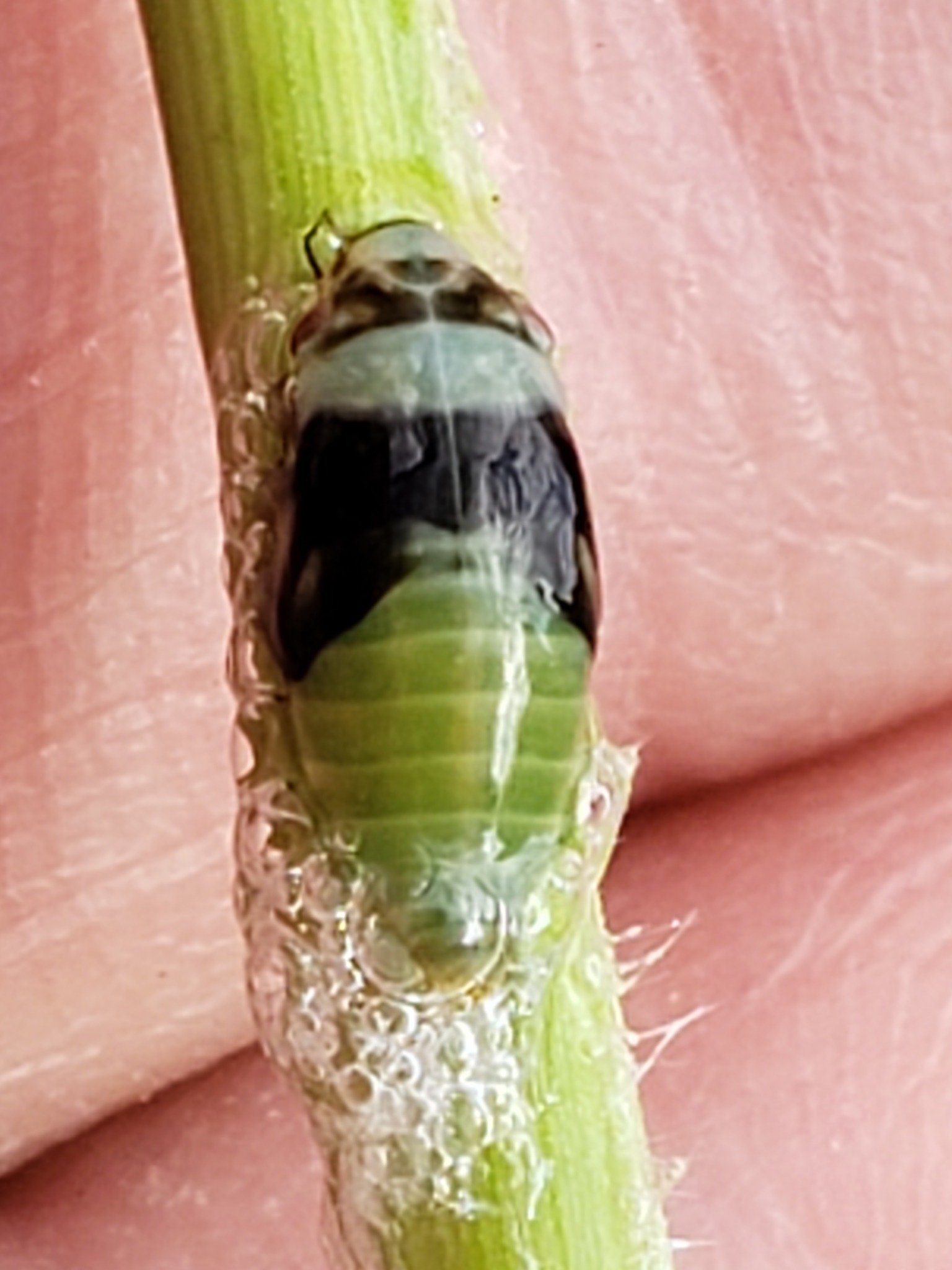 Lepyronia quadrangularis