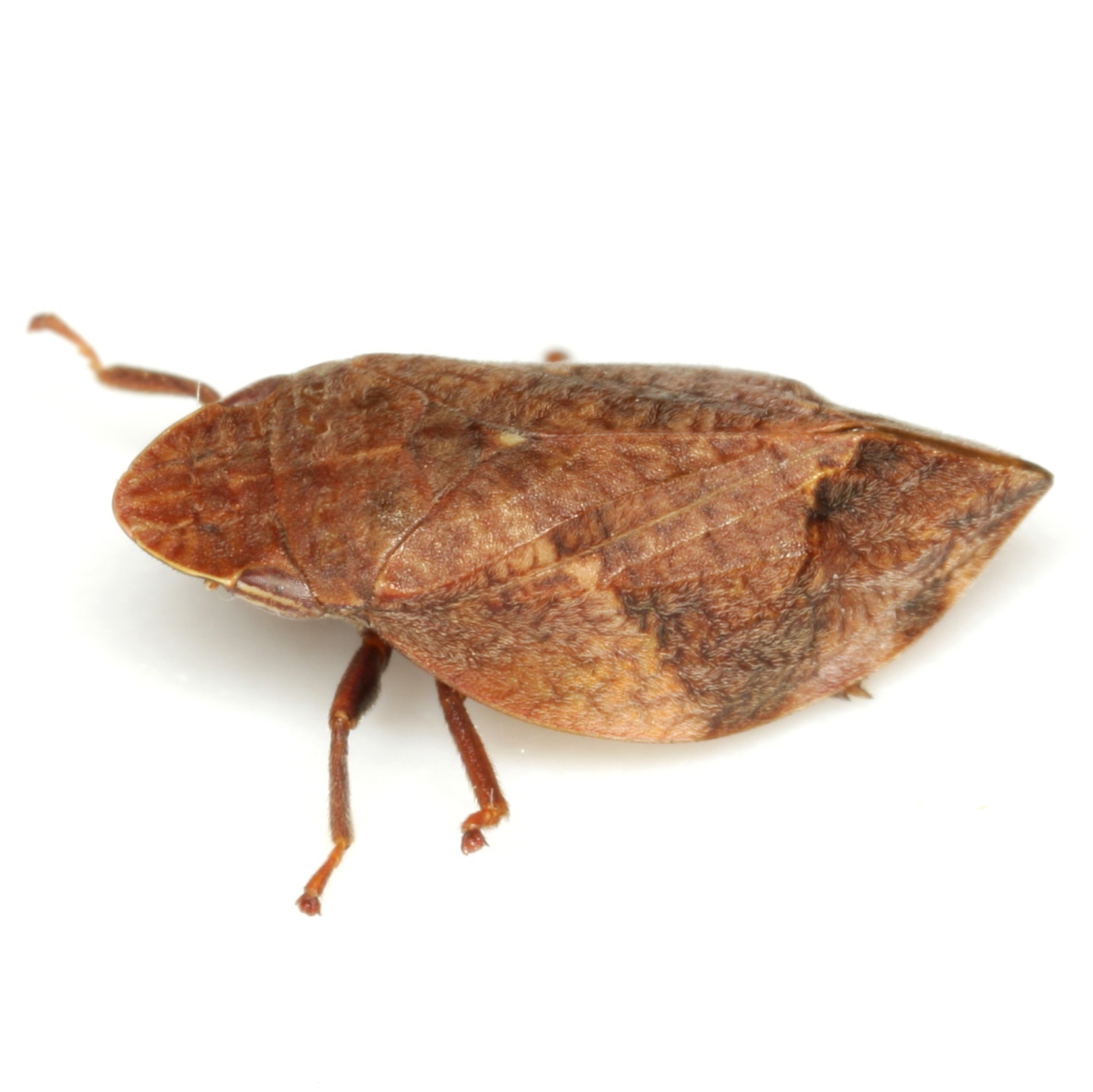 Lepyronia quadrangularis