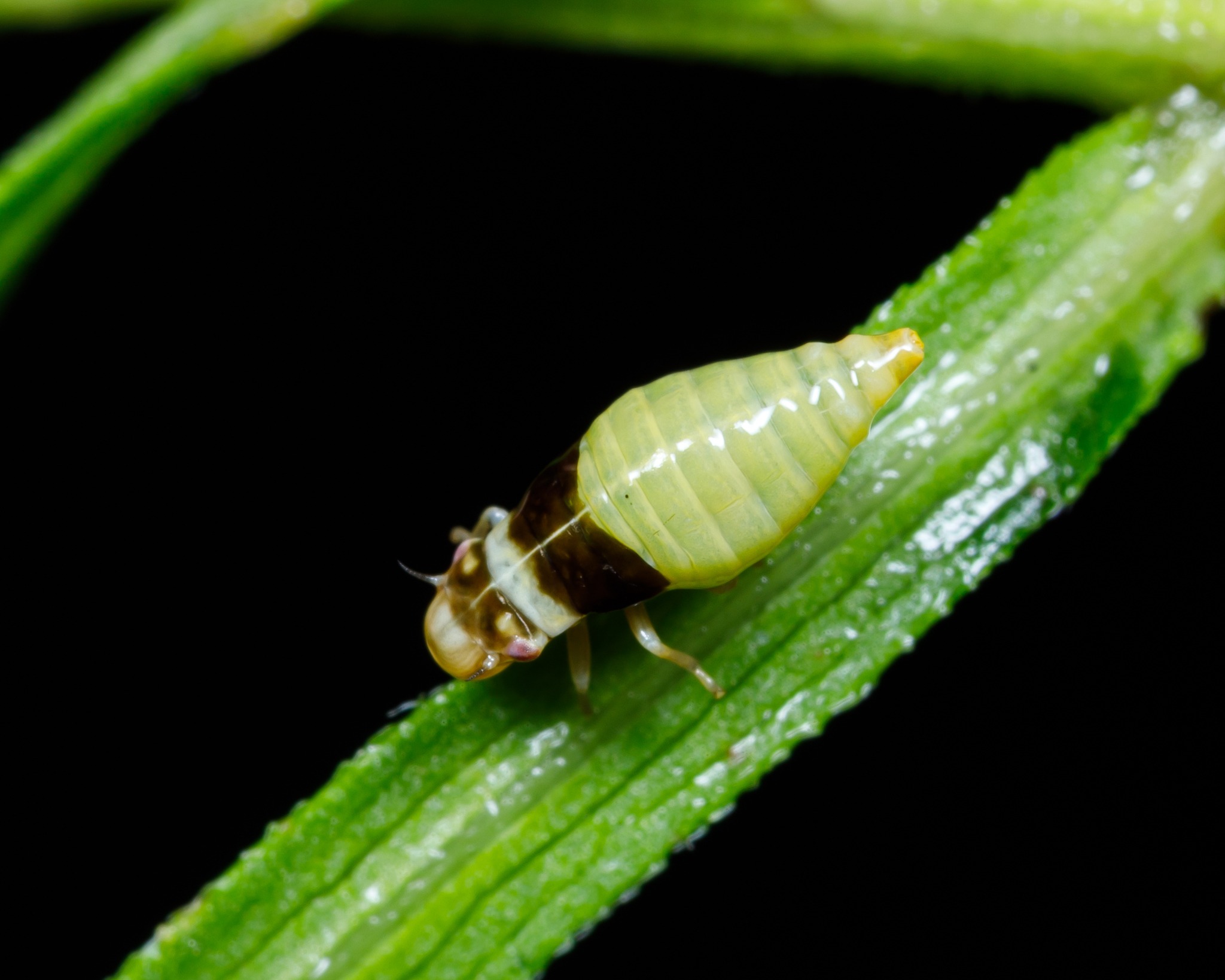 Lepyronia quadrangularis