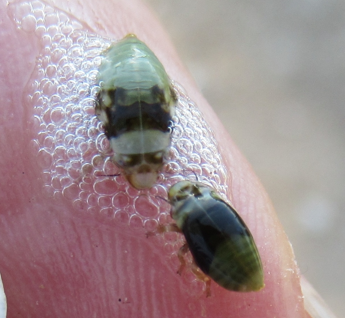 Lepyronia quadrangularis