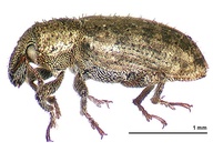 Listronotus bonariensis