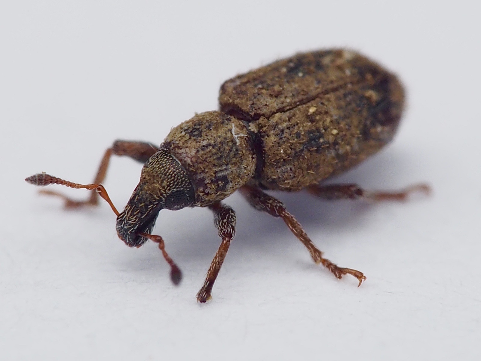 Listronotus bonariensis