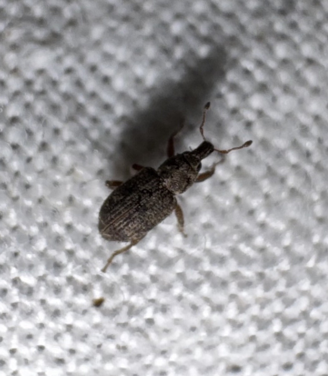 Listronotus bonariensis