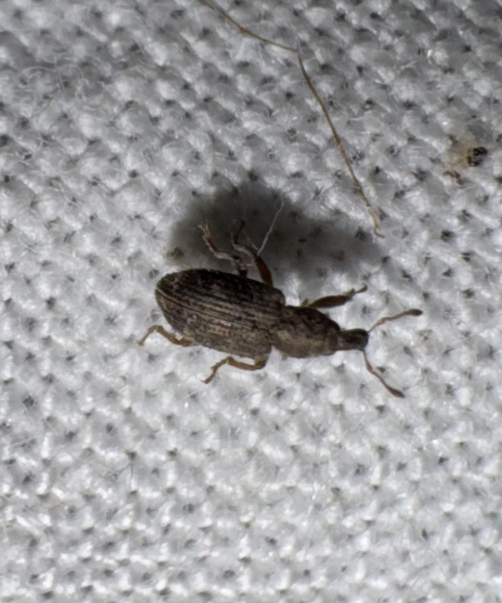 Listronotus bonariensis