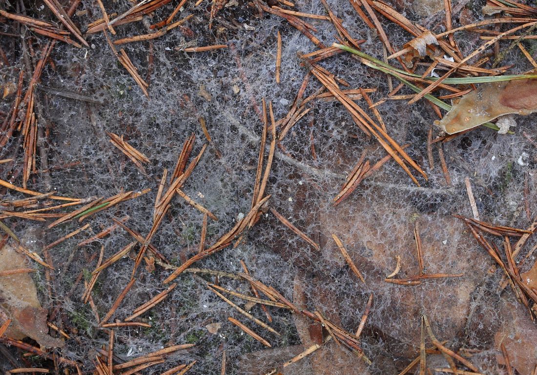 Microdochium nivale