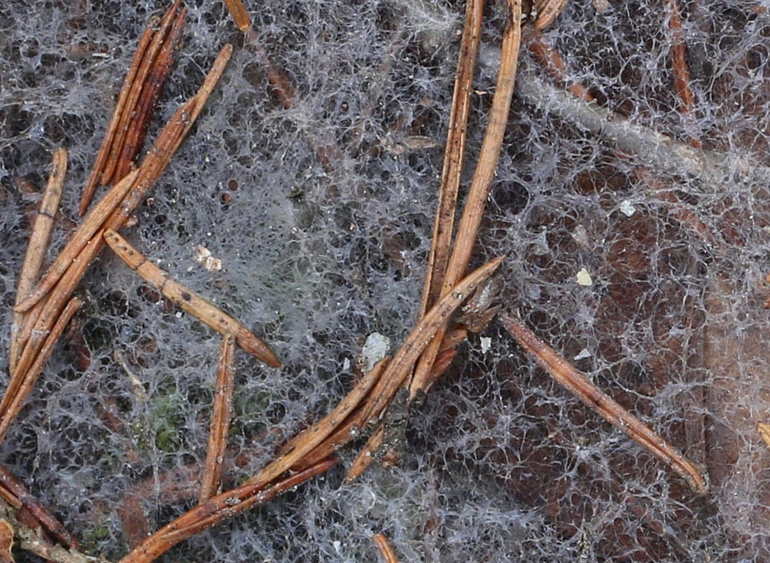 Microdochium nivale