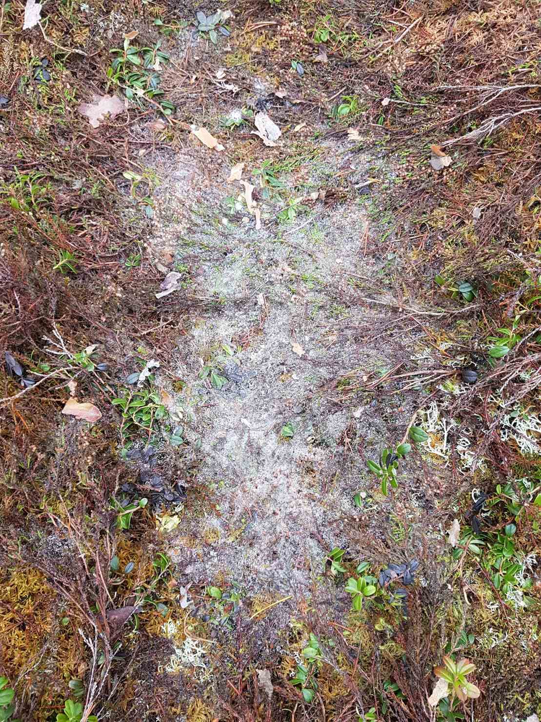 Microdochium nivale
