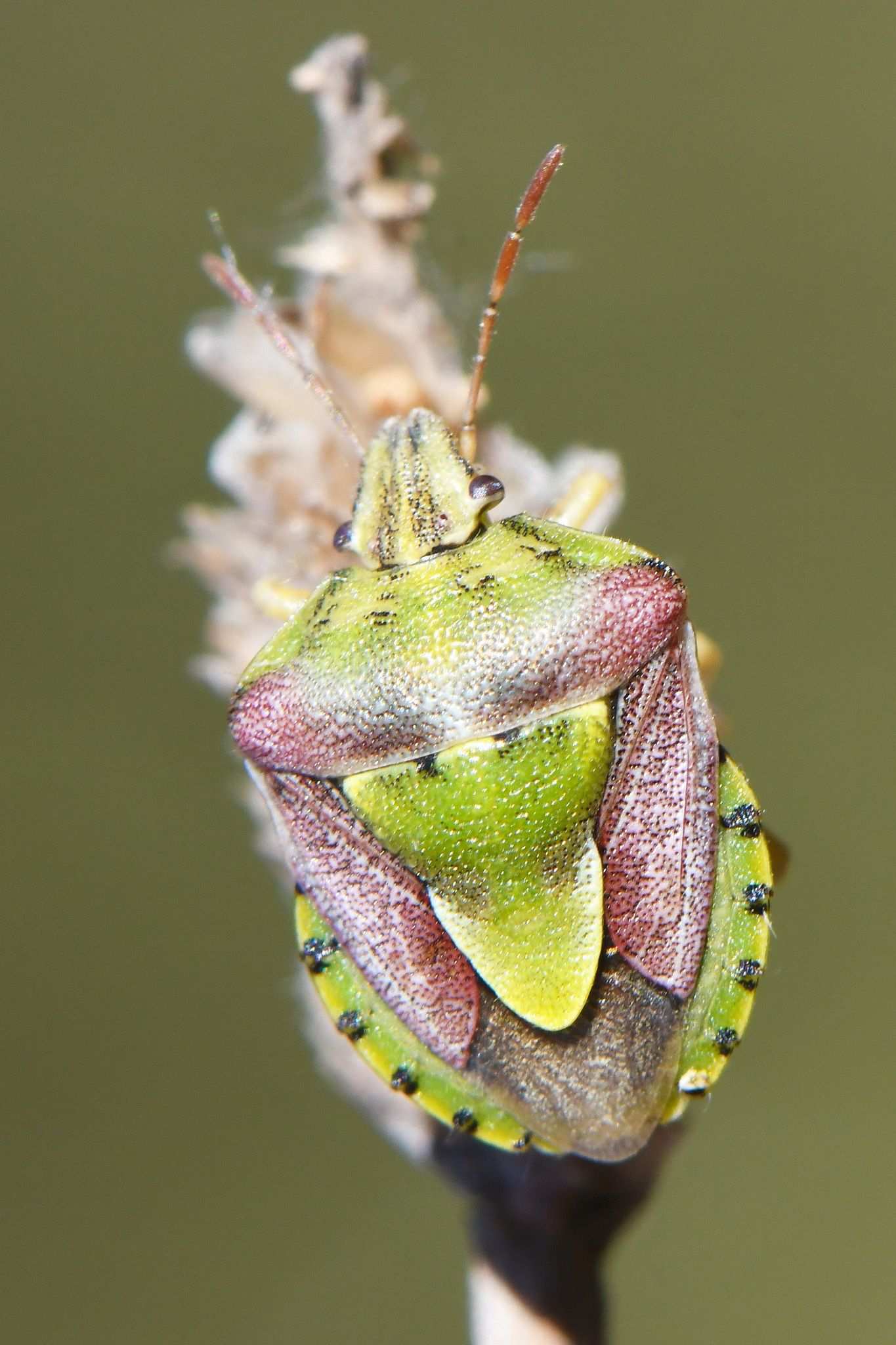 Antheminia lunulata