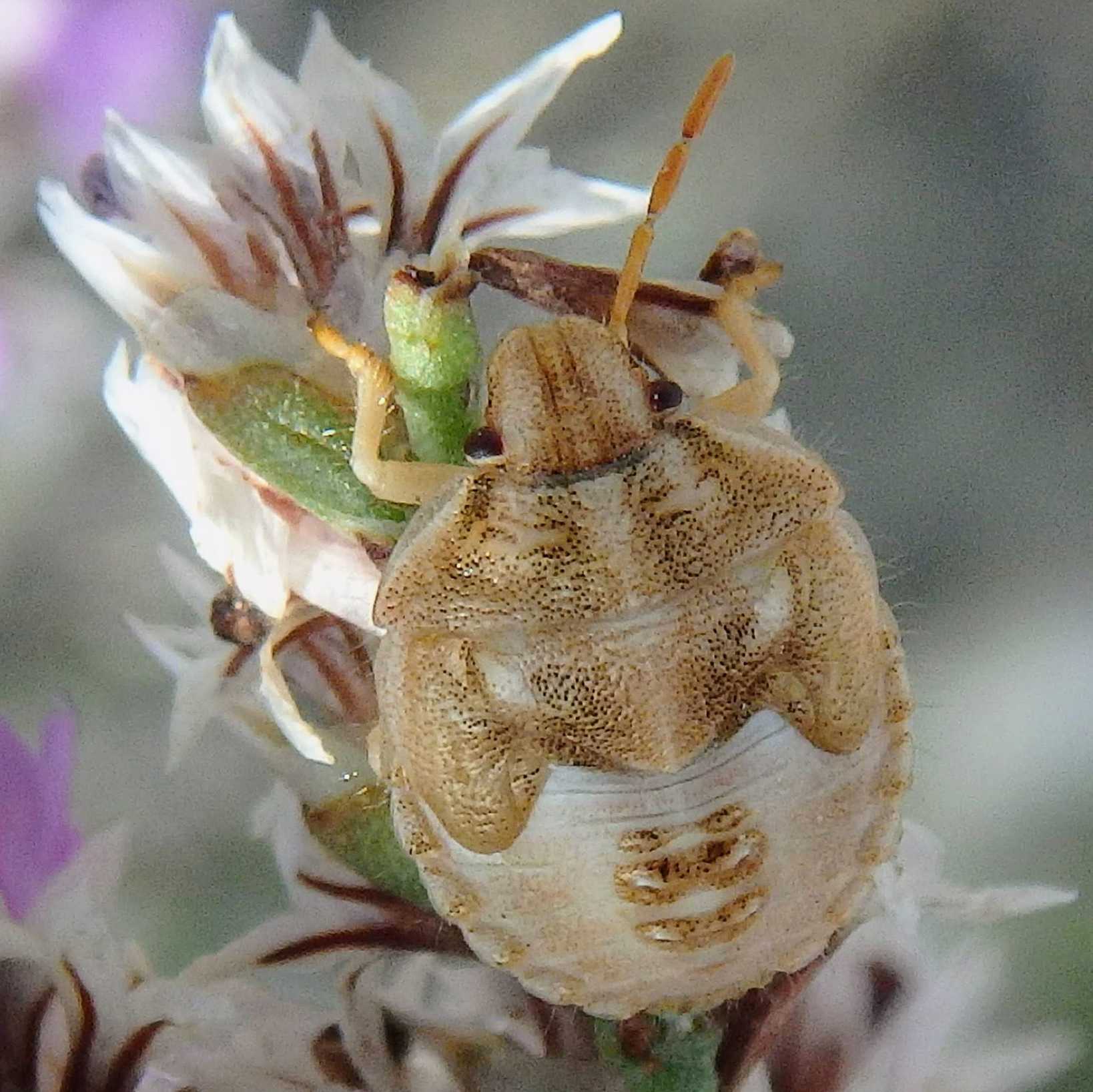 Antheminia lunulata