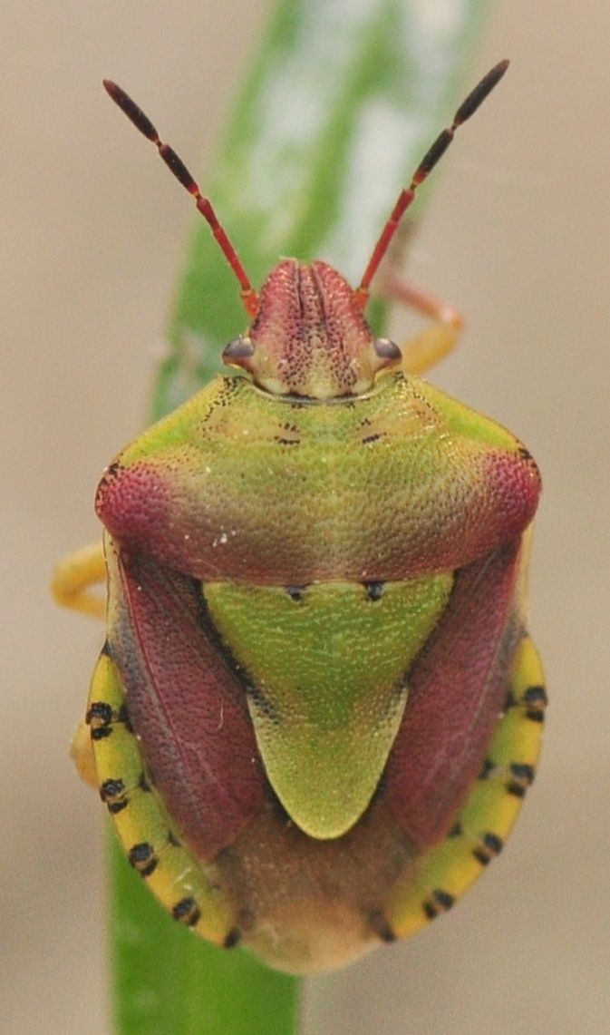 Antheminia lunulata