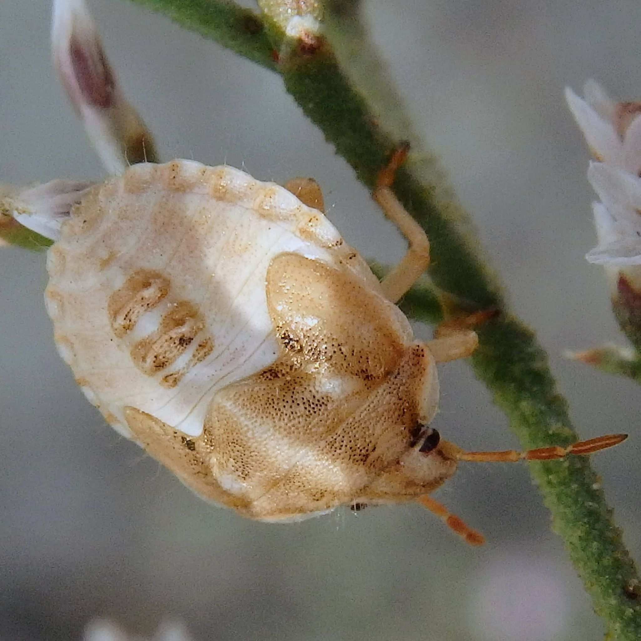 Antheminia lunulata