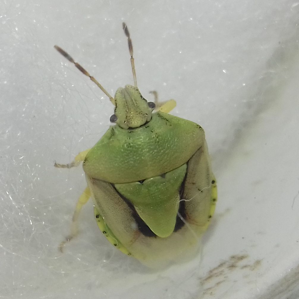 Antheminia lunulata