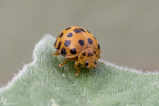 Henosepilachna vigintioctopunctata