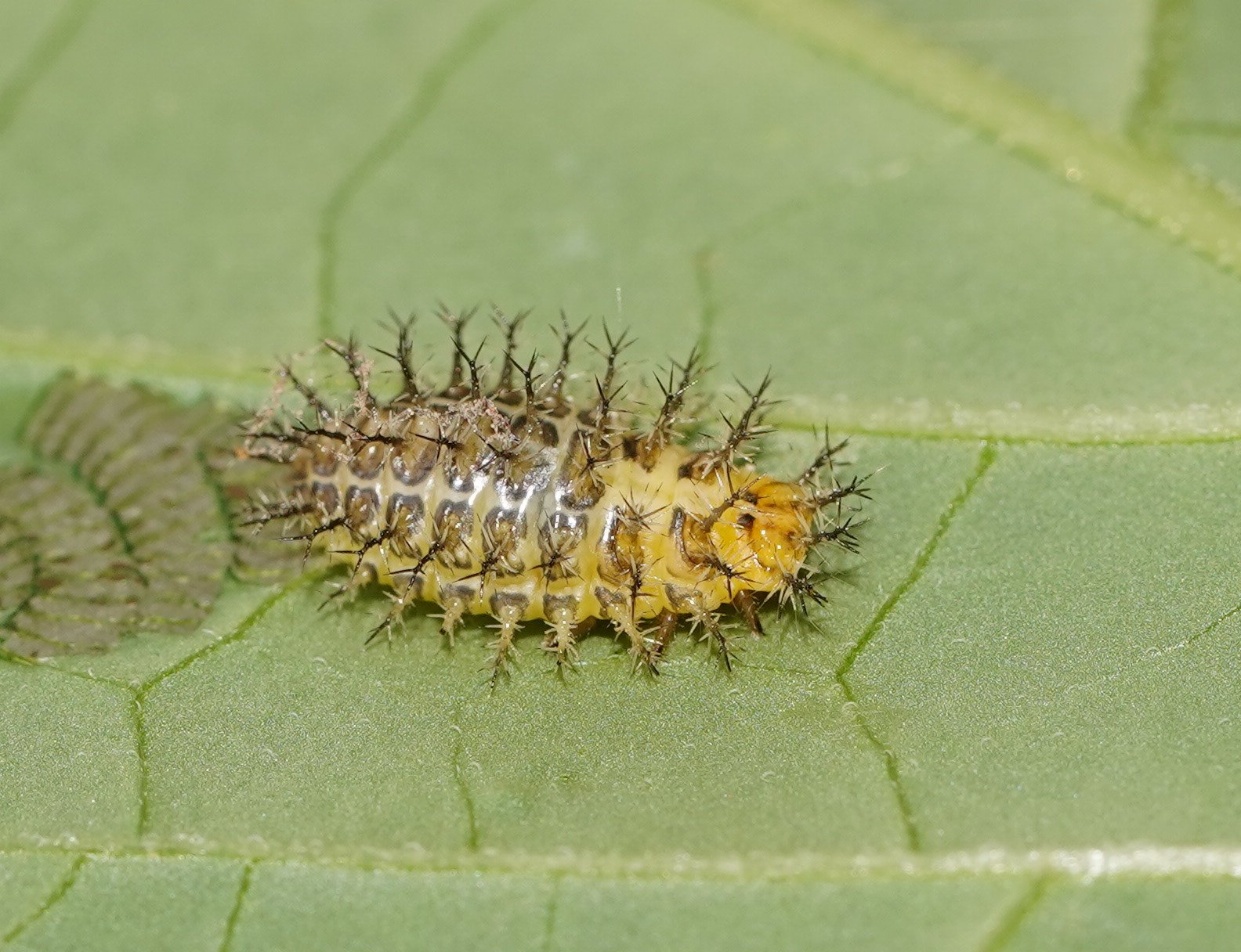 Henosepilachna vigintioctopunctata