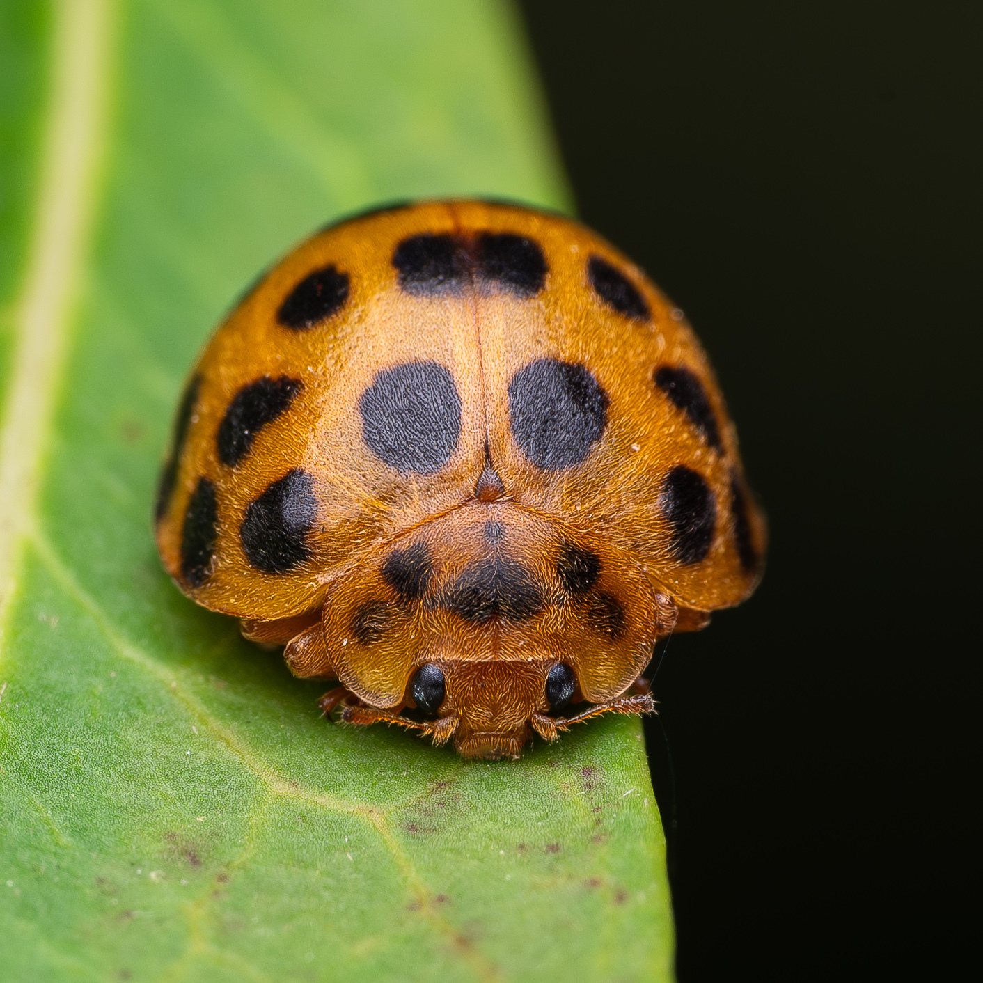 Henosepilachna vigintioctopunctata