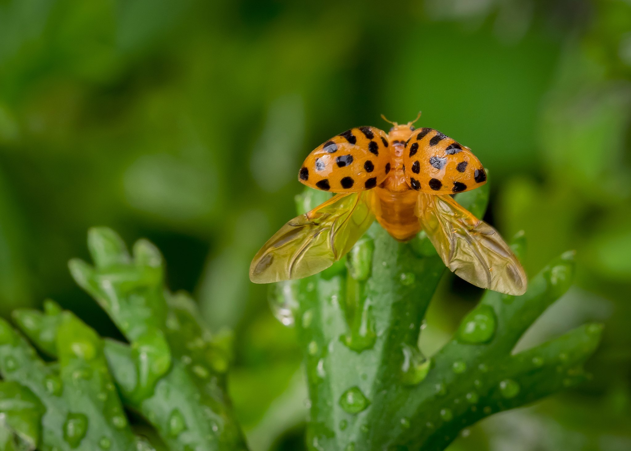 Henosepilachna vigintioctopunctata