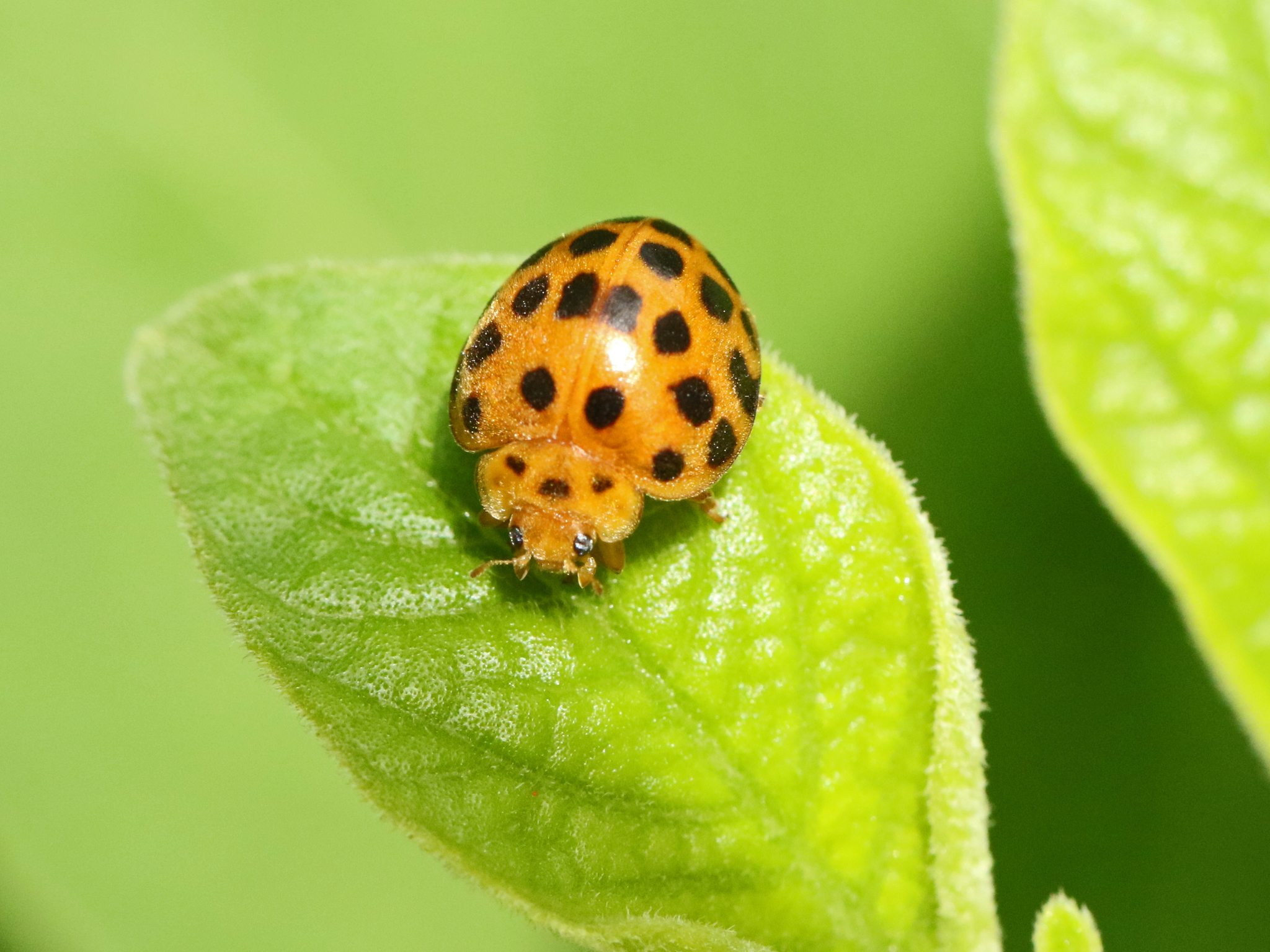 Henosepilachna vigintioctopunctata