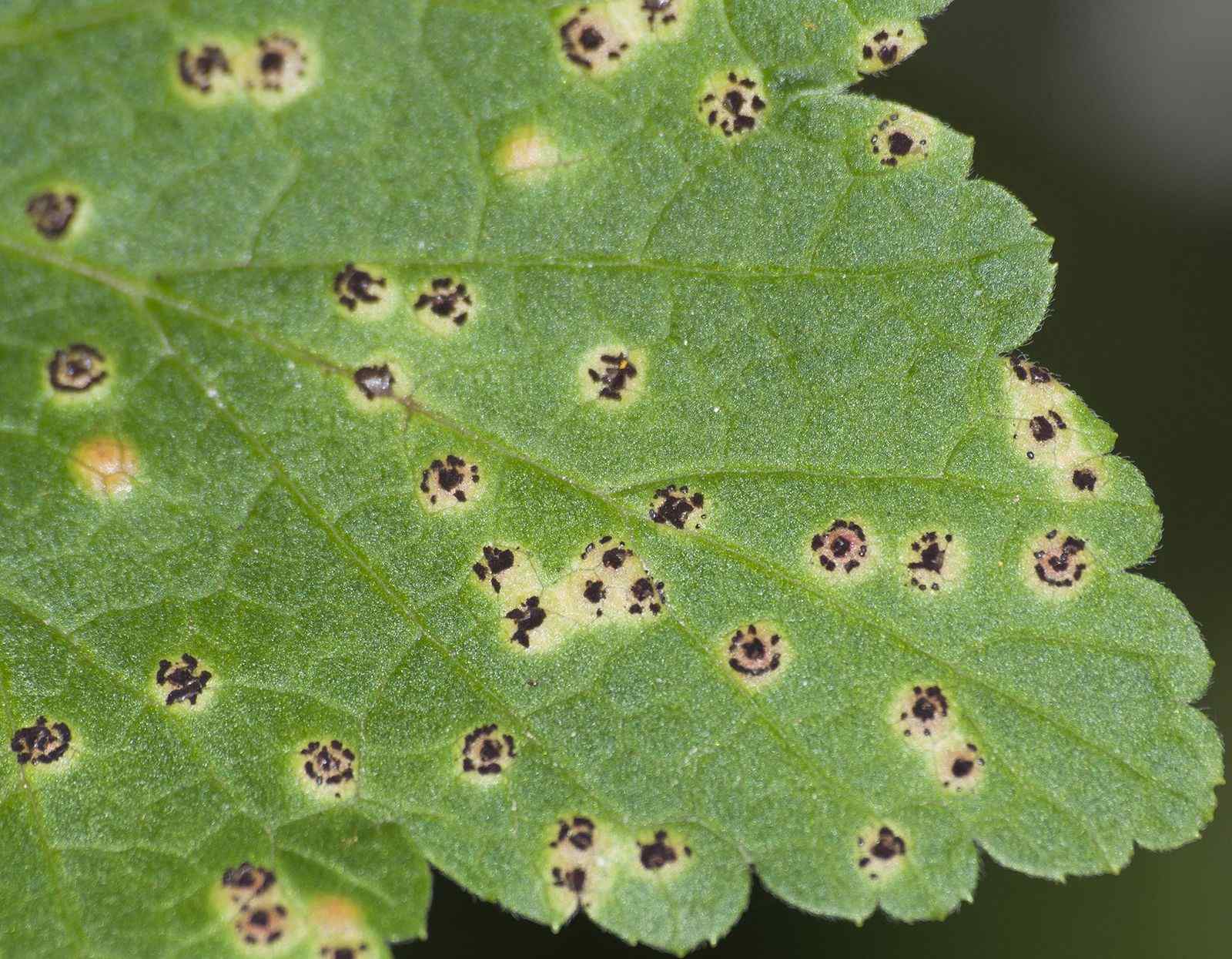 Puccinia ribis