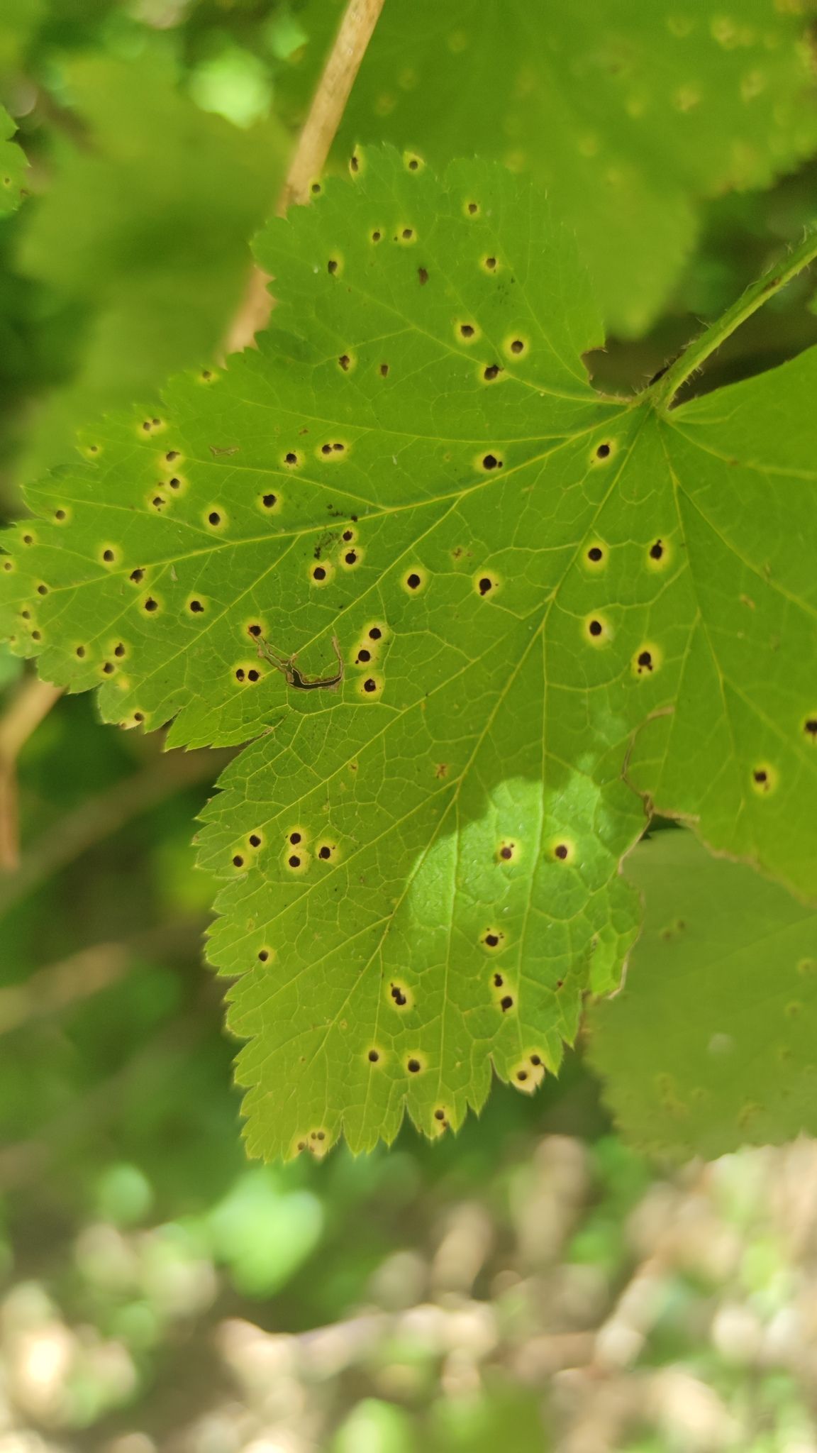 Puccinia ribis