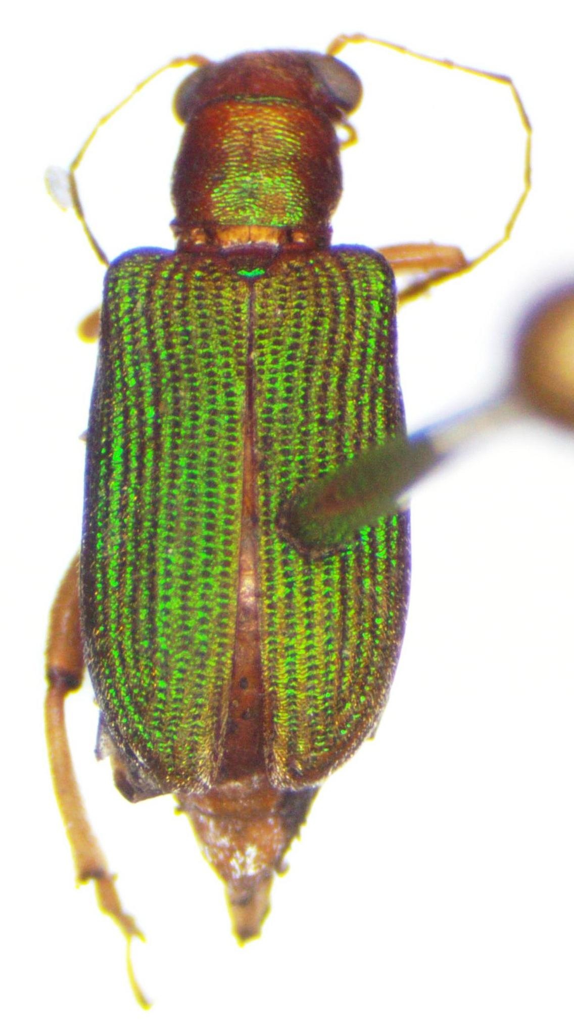 Megascelis