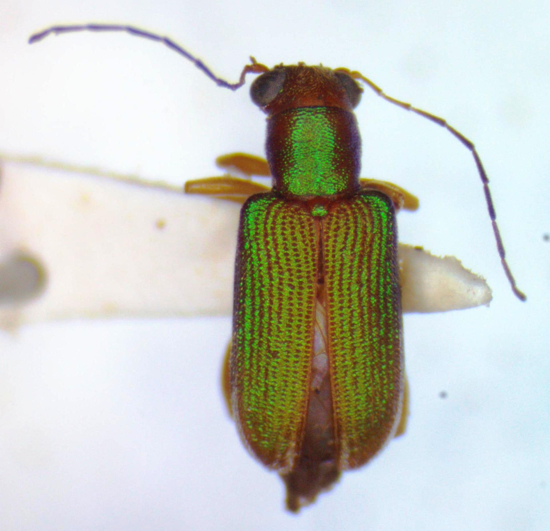 Megascelis