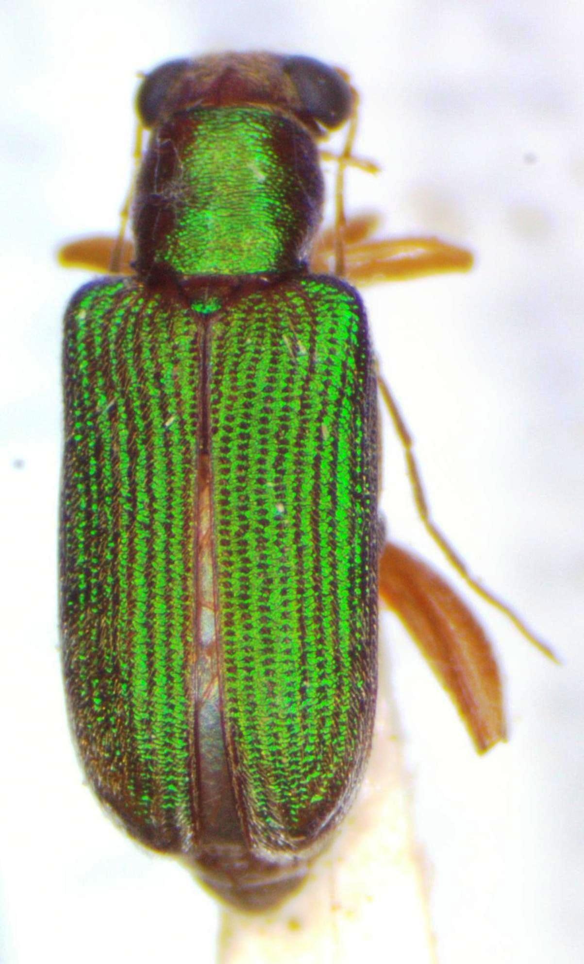 Megascelis