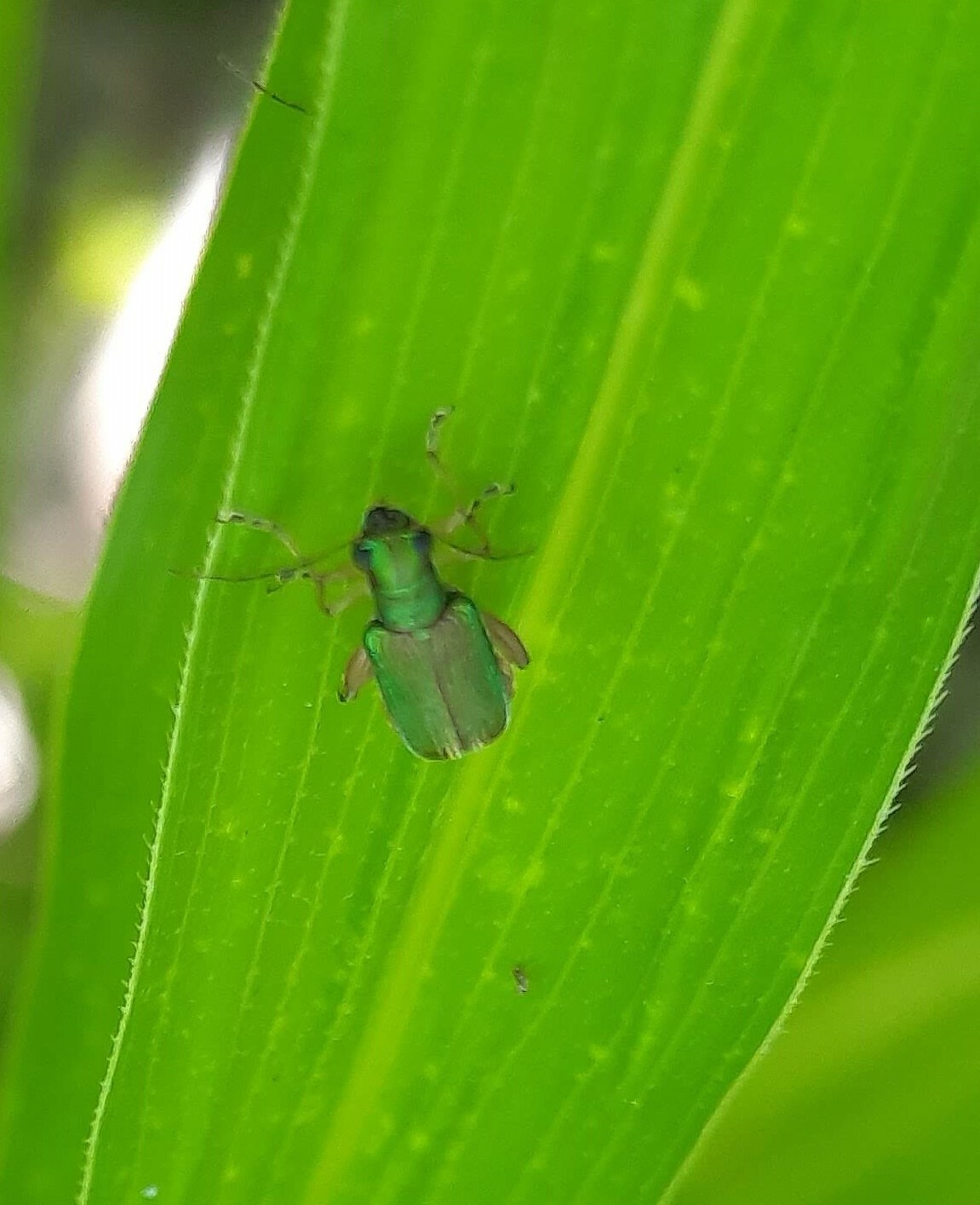 Megascelis