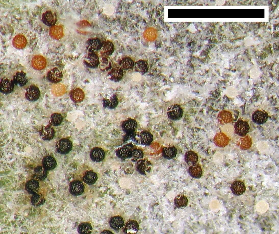 Podosphaera xanthii