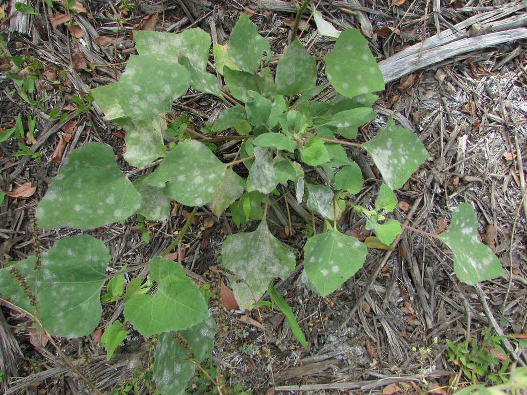 Podosphaera xanthii