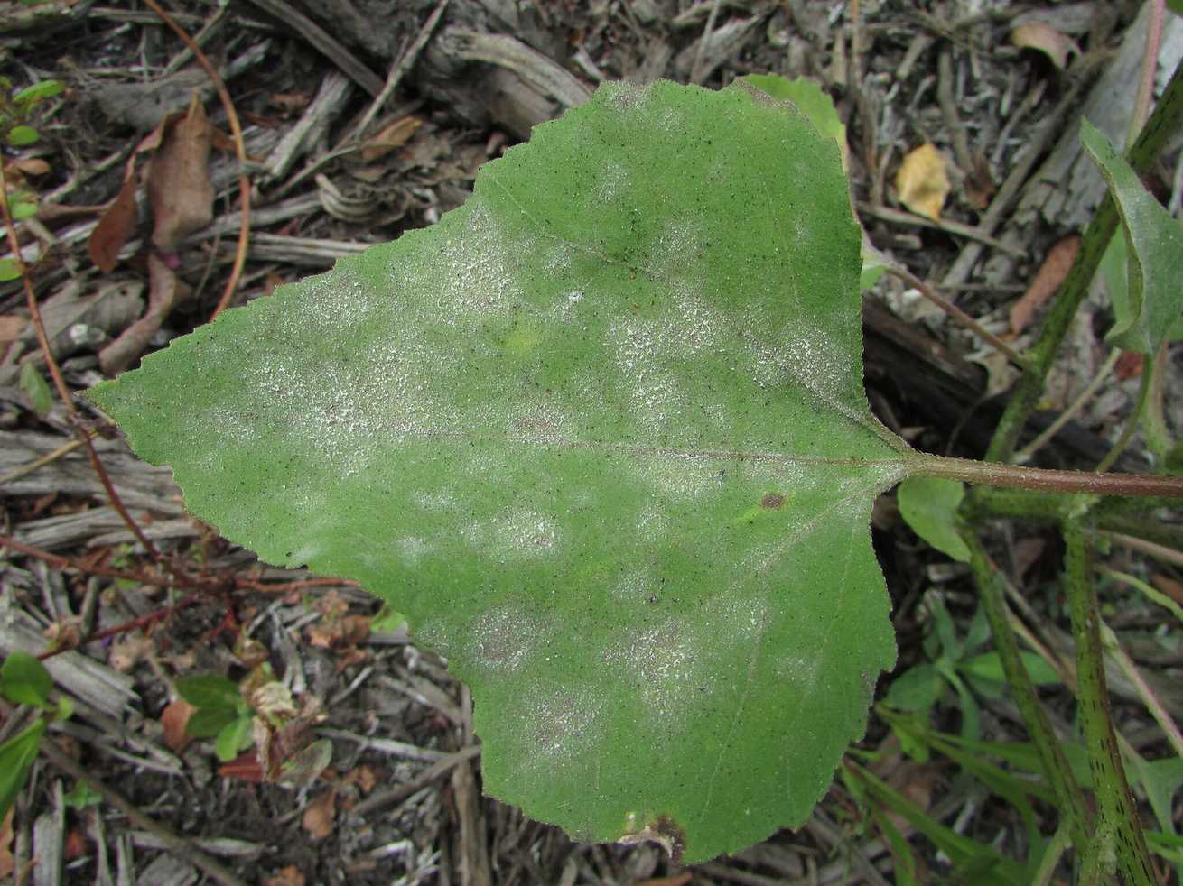 Podosphaera xanthii