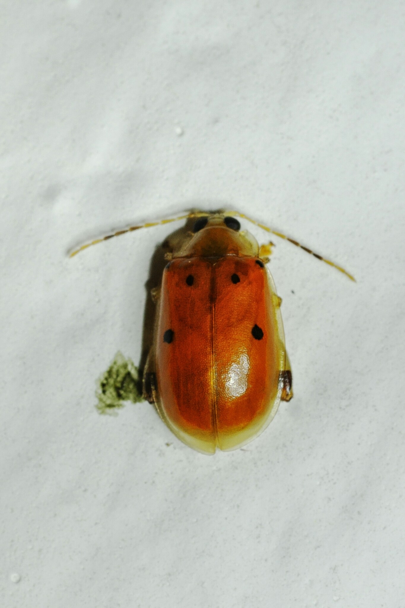 Walterianella