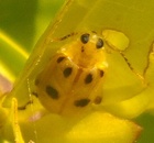 Walterianella
