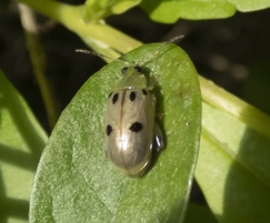 Walterianella