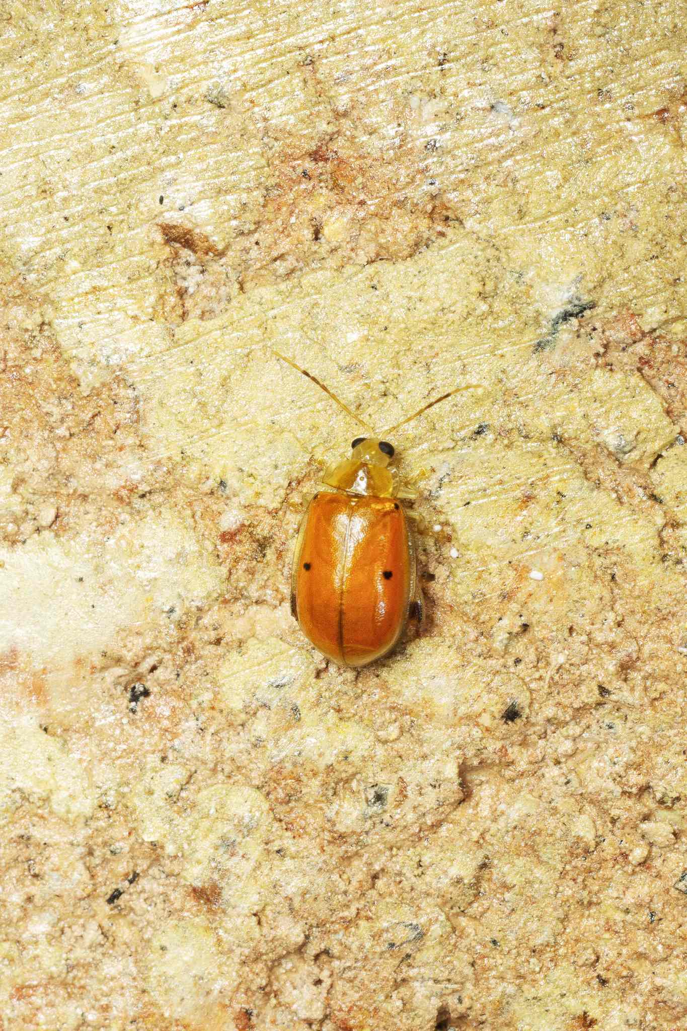 Walterianella